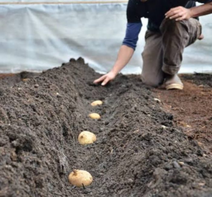 نصب تذكاري هدد علامة تجارية  كيفية زراعة البطاطس في مصر – صناع المال