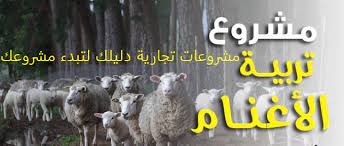 مشروع تربية الأغنام في المنزل صناع المال