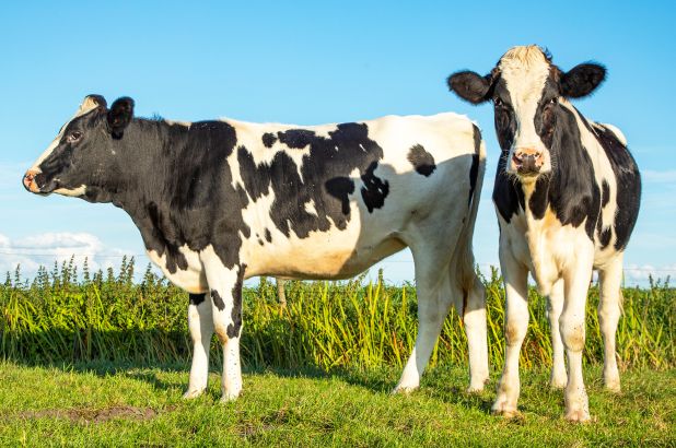 دراسة جدوى مشروع تربية الأبقار الحلوب وخطوات الربح من الأبقار – صناع المال