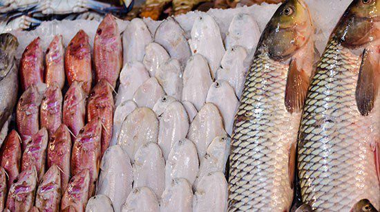 مشروع تجارة الأسماك في مصر