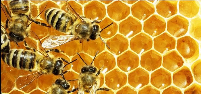 كم من الوقت يستغرق النحل لإنتاج العسل؟