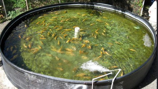 الاستزراع السمكي في أحواض الأسمنت